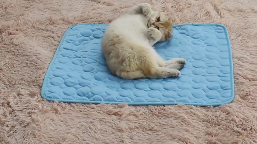 Product demo video CJJJCWGY00320 — My BFF Pets
