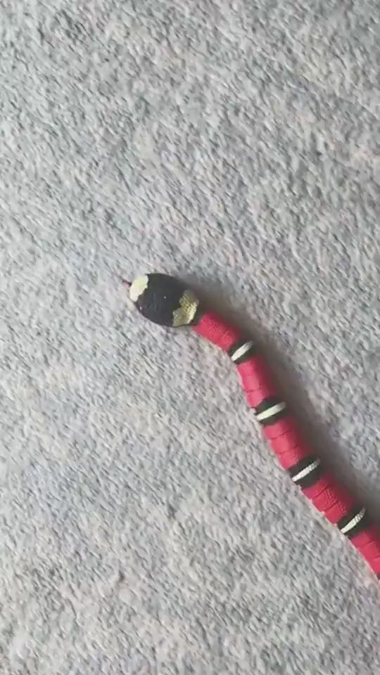 Interactive Electric Induction Snake Funny Cat Toy